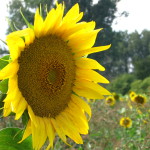 IMG_1090